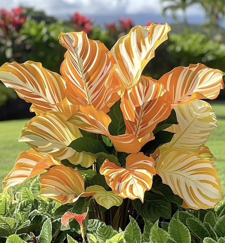 Calathea Flower Seeds