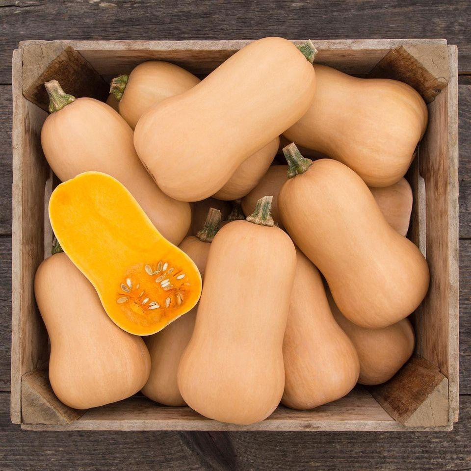Squash F1 Organic