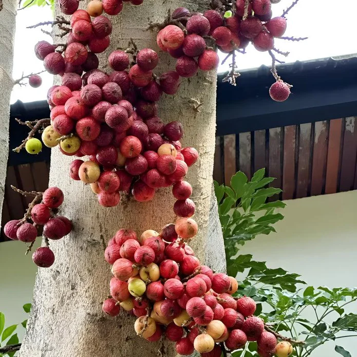 Giant Fig Tree Seeds