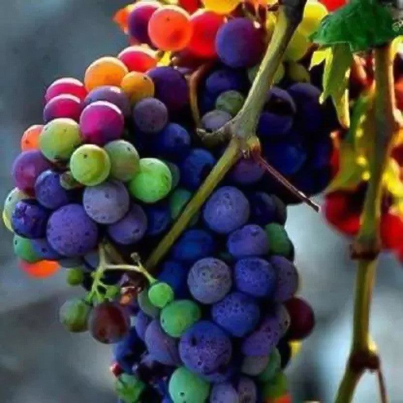Rare Rainbow Grape Seeds