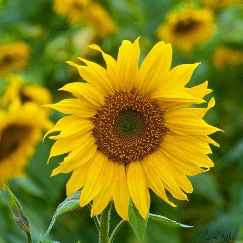 40pcs Dwarf Sunflower Seeds Rare Flower Seeds