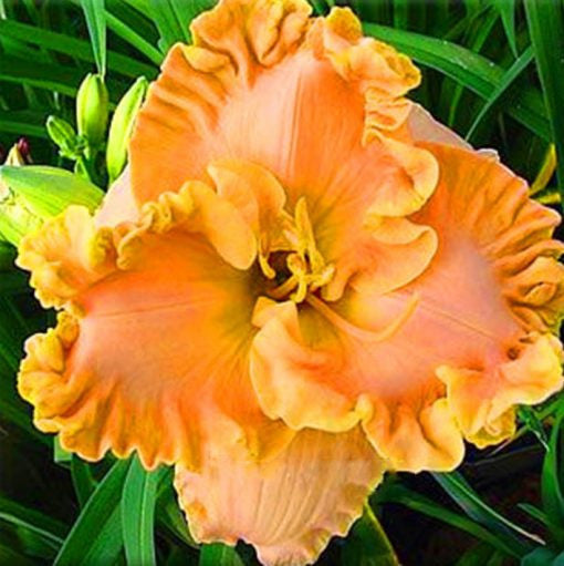 Daylily Hybrid Flowers Seeds, Hemerocallis Hybrid, 20pcs/pack