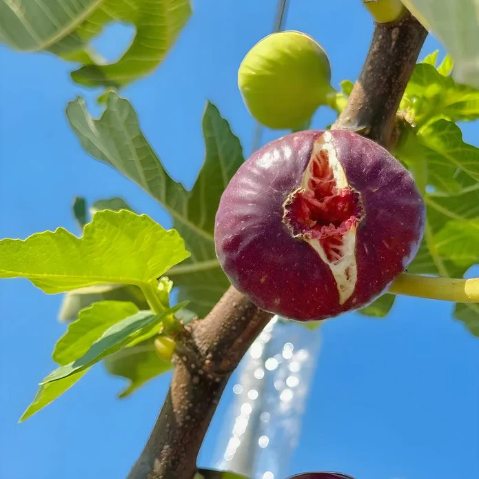 Giant Fig Tree Seeds