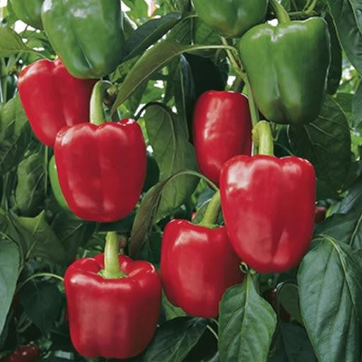 Pepper Sprinter F1 Organic