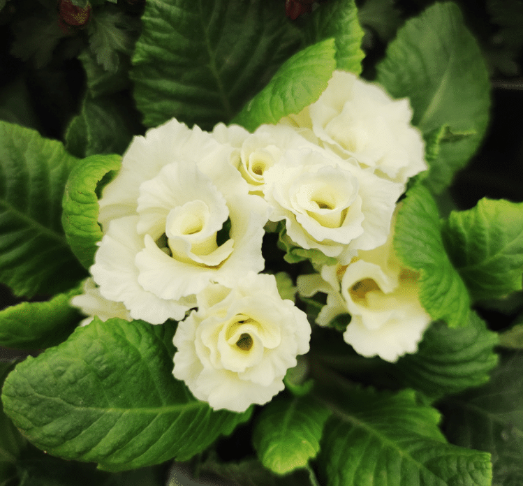 RARE NEW SPRING PRIMULA ROSE SEED，Heirlooms