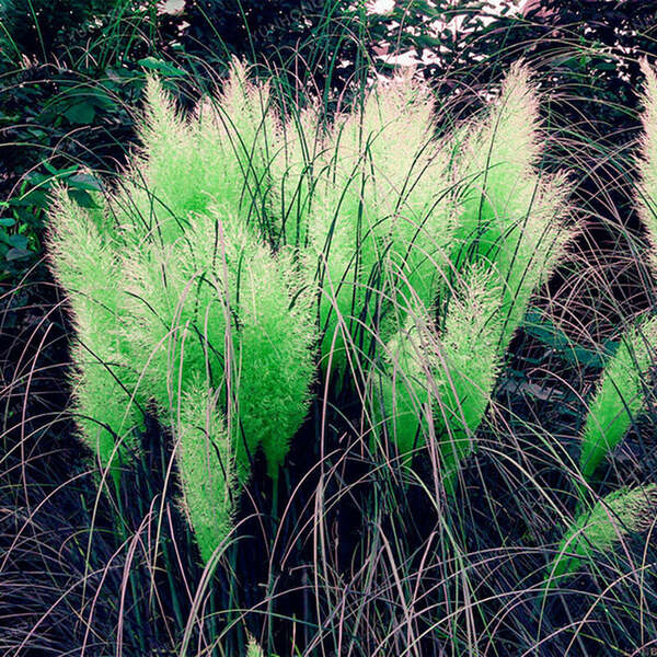 🔥2024 Garden Must-Have🌾 Perennial Pampas Ornamental Grass Seeds