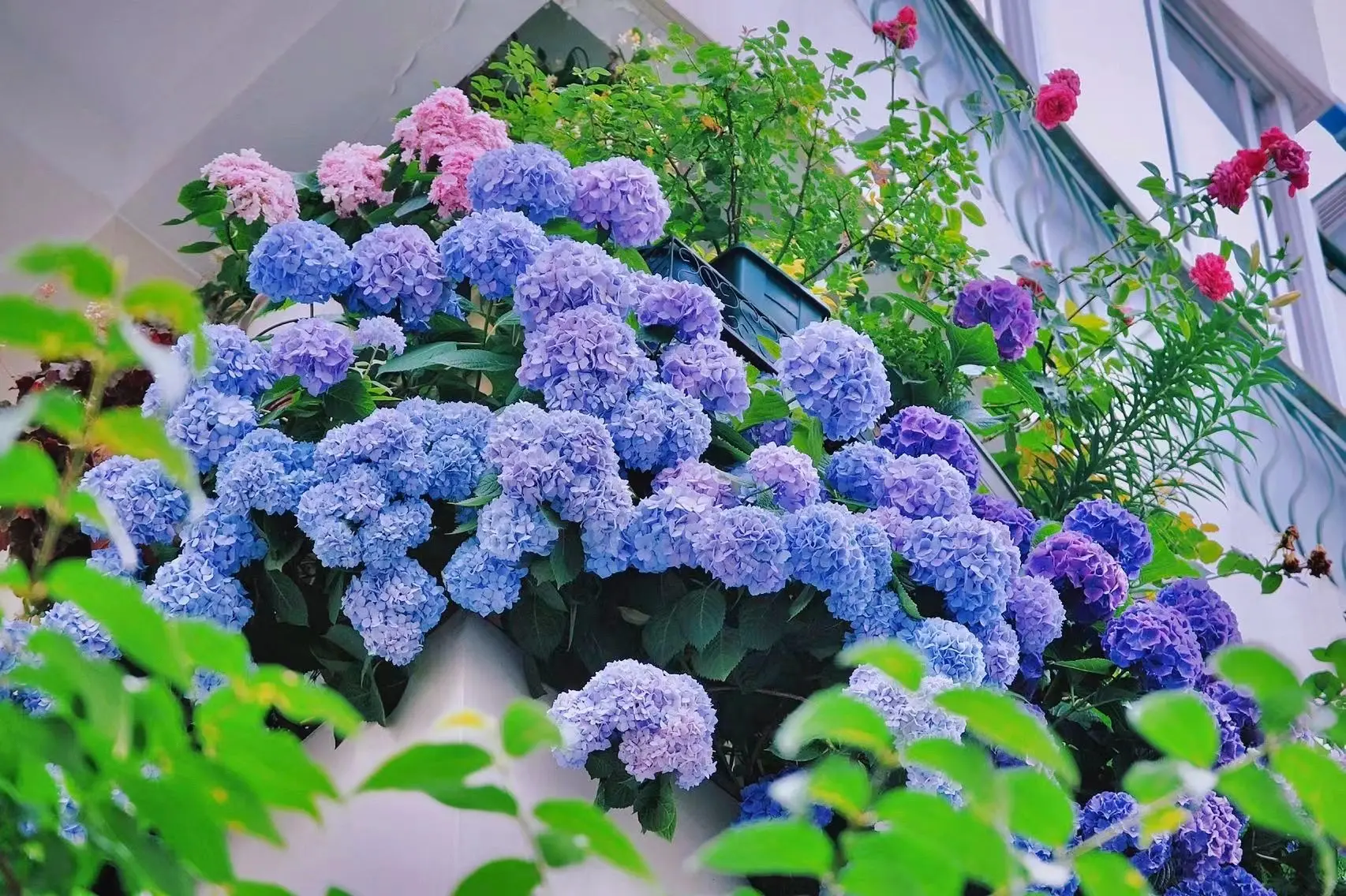 🔥Hot sale🔥  Hydrangea Seed Bonsai Flower Seeds 20/40/80 Pcs 💐