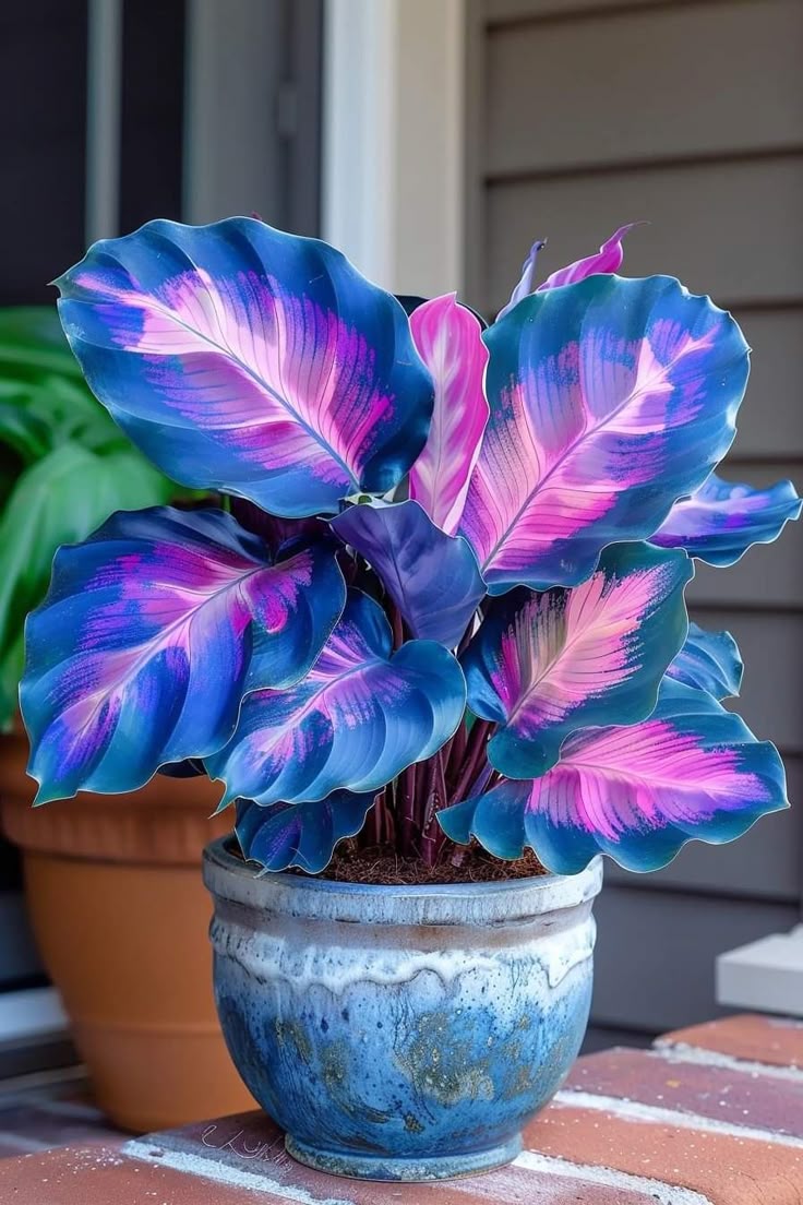 🎨🪴 Colorful Leaves– Grow Your Own Caladium#9