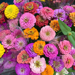 🔥Last day clearance🌺Double Zinnia Mixed Color Seeds