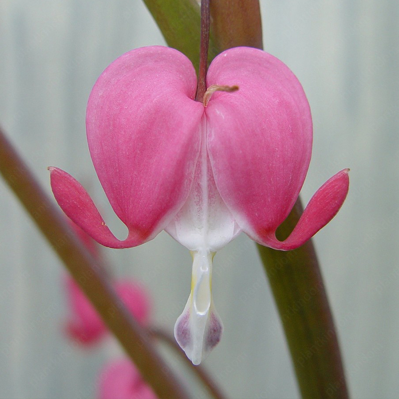 Lamprocapnos spectabilis