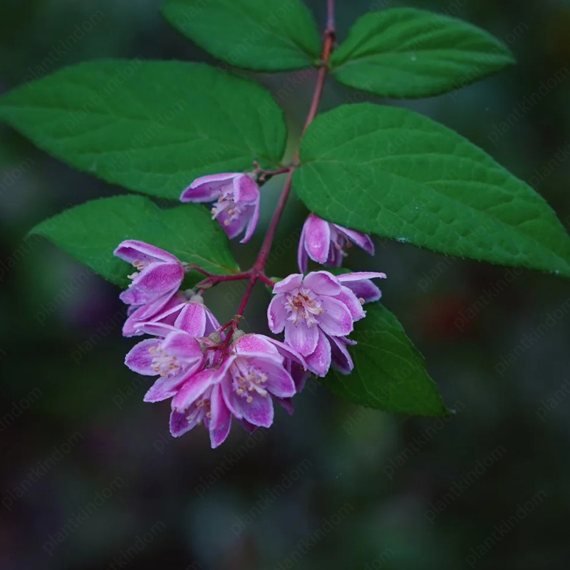 Deutzia Seeds