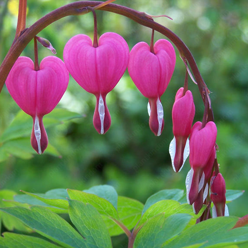 Lamprocapnos spectabilis