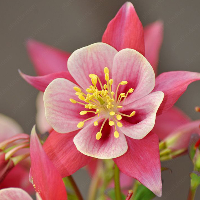 Columbine Flower Seeds
