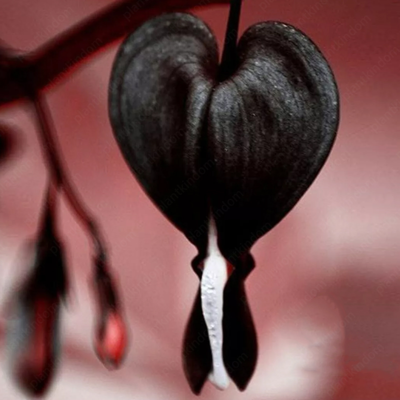 Lamprocapnos spectabilis