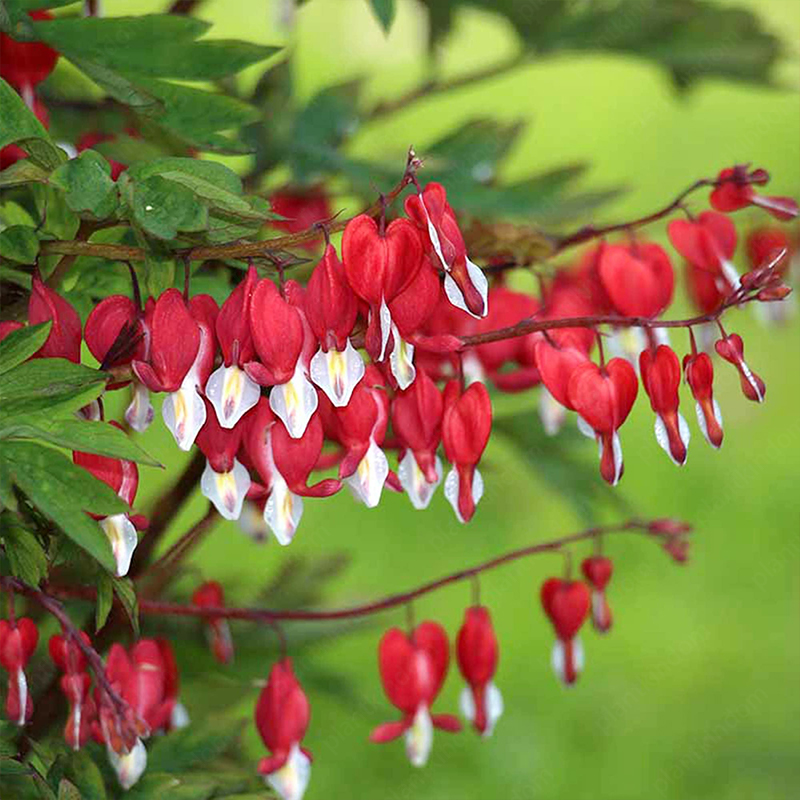Lamprocapnos spectabilis