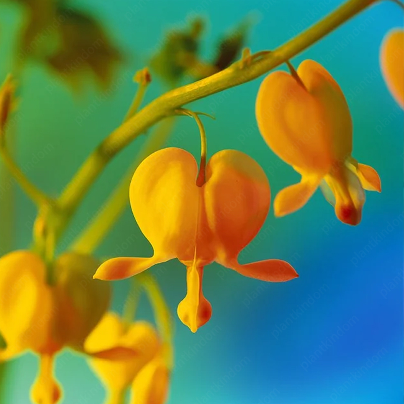 Lamprocapnos spectabilis