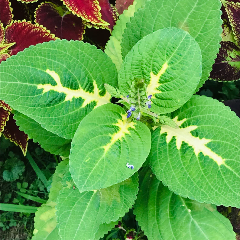 Rare Coleus Seeds