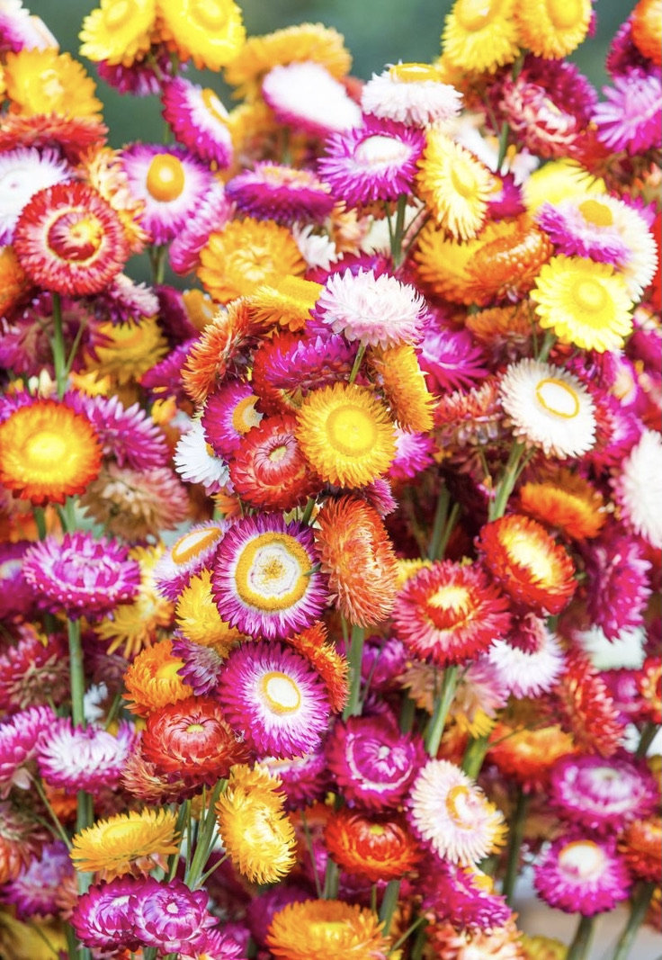100 Seeds-Mixed Strawflowers Helichrysum Flower Seeds-Everlasting Daisy
