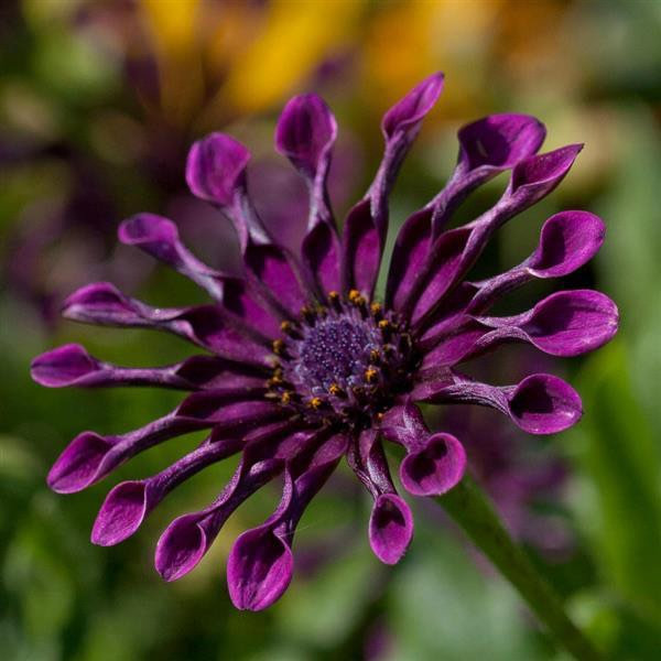 Osteospermum Mix Seeds-Spider-Daisy- Rare