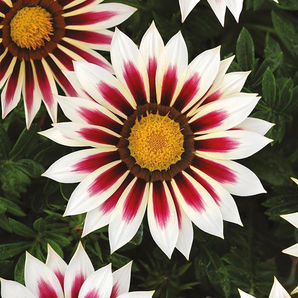 African Daisy Flowers - Gazania 50 Seeds