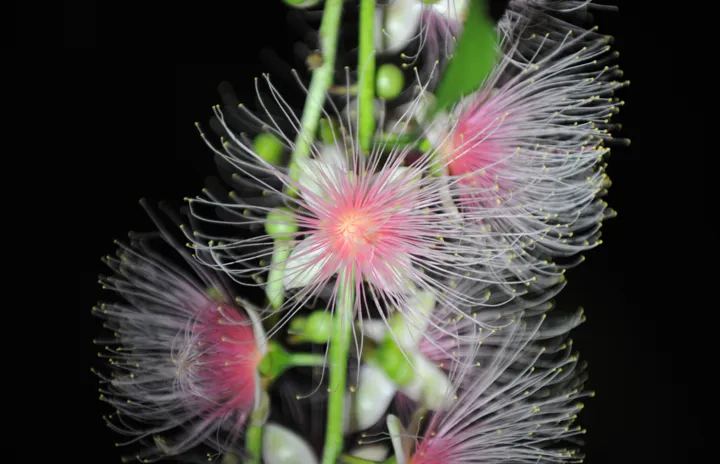 Barringtonia racemosa seeds🌸
