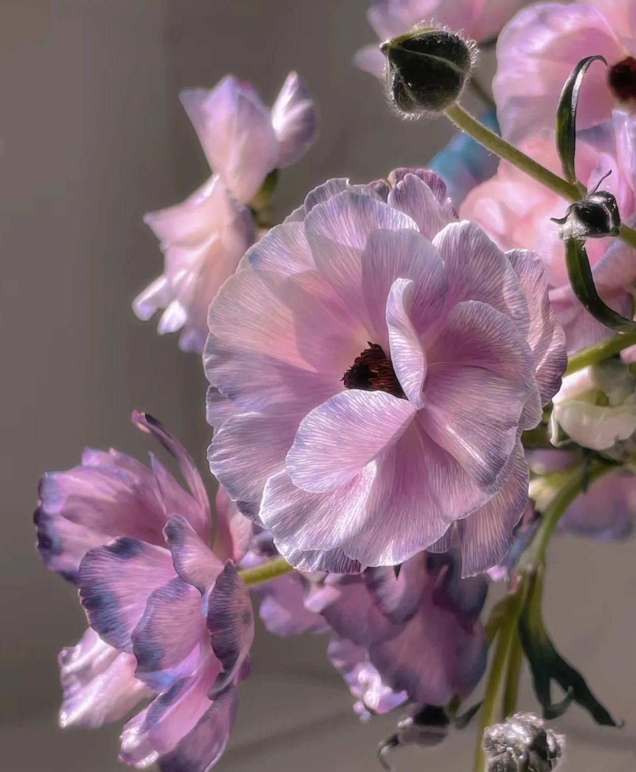 🦋Powdery Purple Butterfly Ranunculus