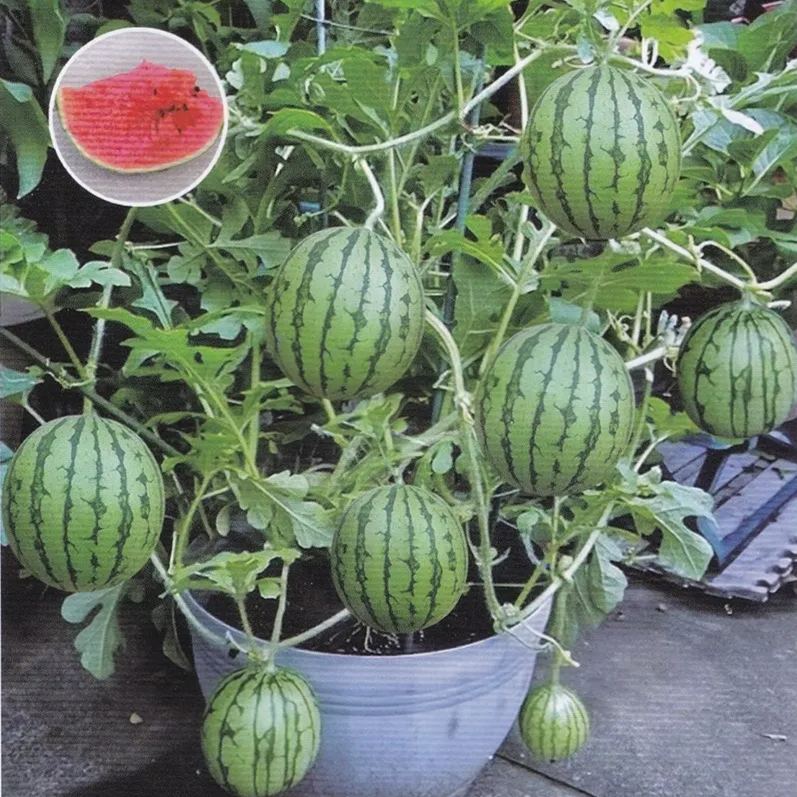 🍉Last Day Sale - 60% OFF 🌱 Lazy Man's Watermelon Seeds /non-genetically modified