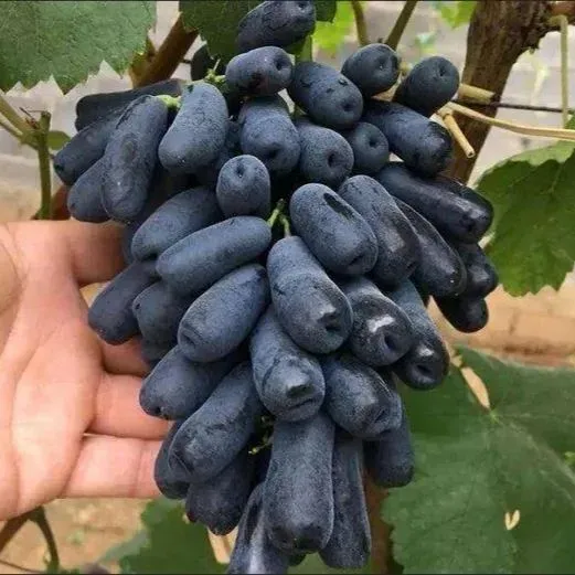 'Black Finger' Grape Seeds