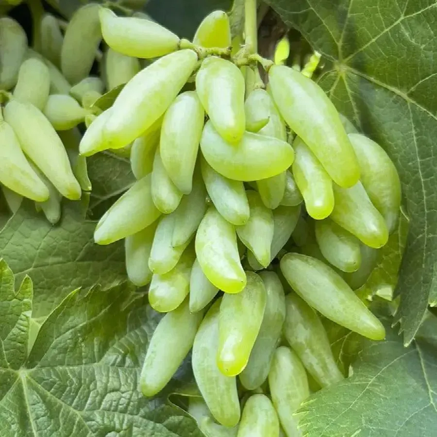 'Black Finger' Grape Seeds