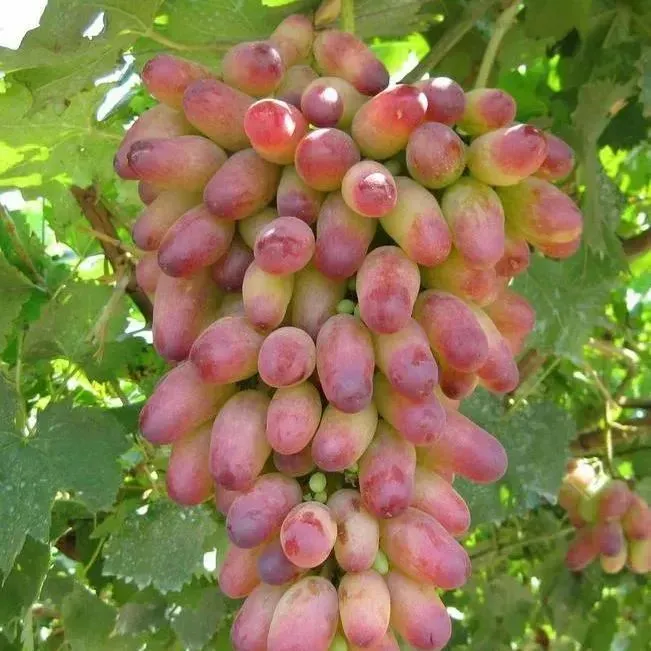 'Black Finger' Grape Seeds