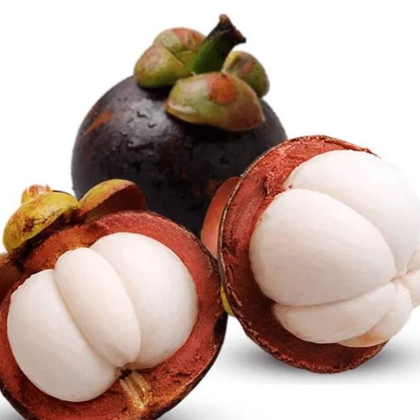 Mangosteen Plant Seeds
