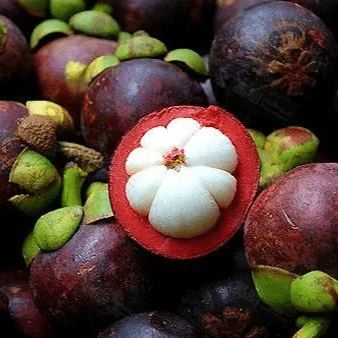 Mangosteen Plant Seeds