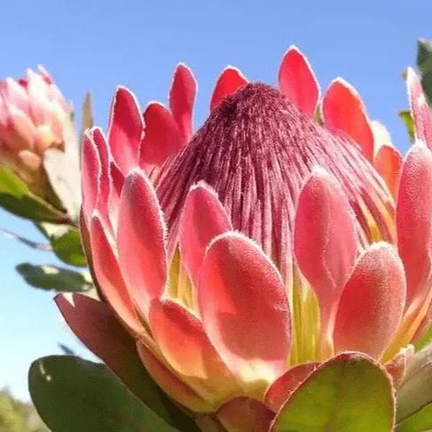 Protea Cynaroides Flower Seeds