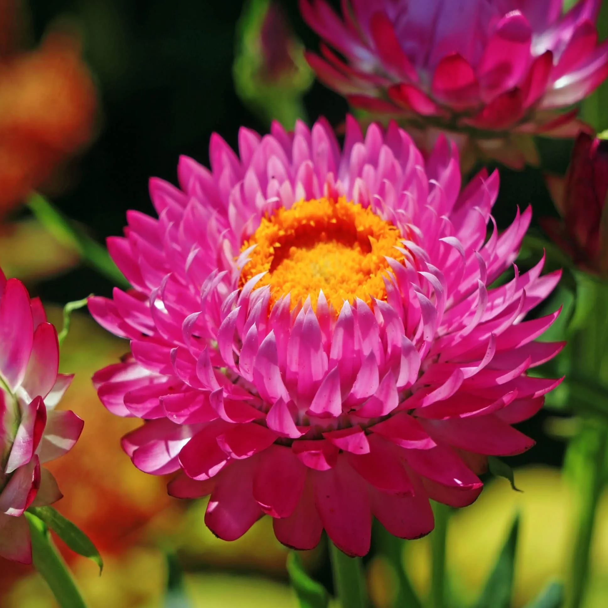 Mixed Helichrysum Seeds-Drought Tolerant Annual Plant