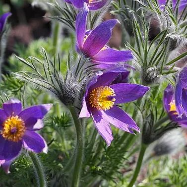 Rare seeds Pulsatilla Vulgaris Violet 20 seeds