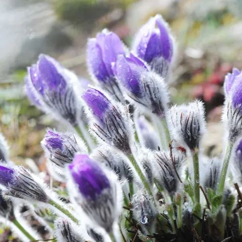 Rare seeds Pulsatilla Vulgaris Violet 20 seeds