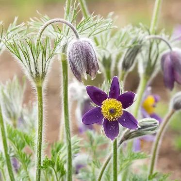 Rare seeds Pulsatilla Vulgaris Violet 20 seeds