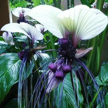 Rare Exotic White Bat Flower