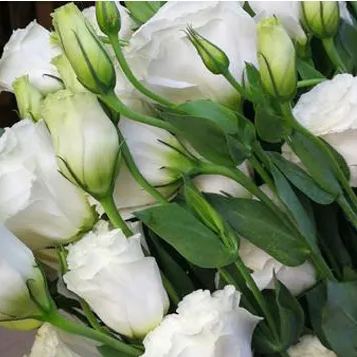 Mixed-Color Lisianthus