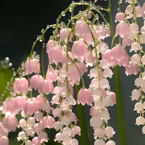 Lily of the Valley Seeds | Fragrant Flowers
