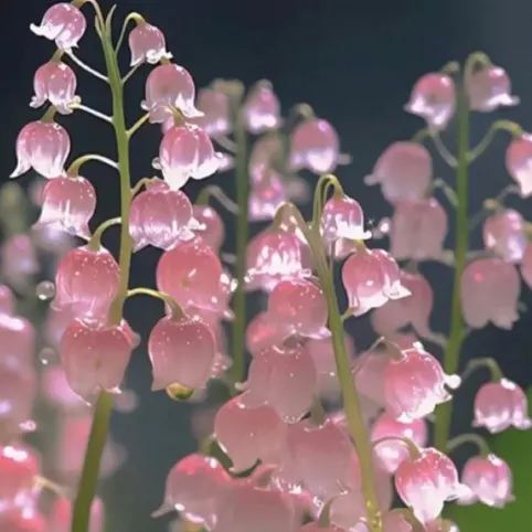 Lily of the Valley Seeds | Fragrant Flowers