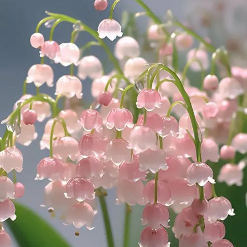 Lily of the Valley Seeds | Fragrant Flowers