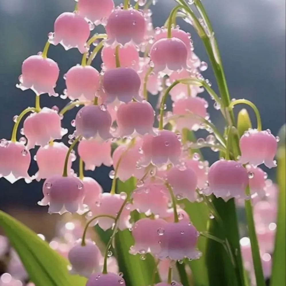 Lily of the Valley Seeds | Fragrant Flowers