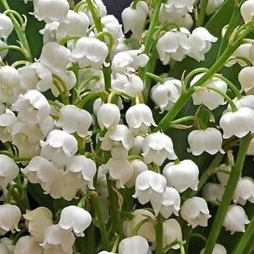 Lily of the Valley Seeds | Fragrant Flowers