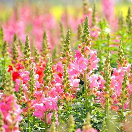 Wild Perennial Lupine Seeds for Planting
