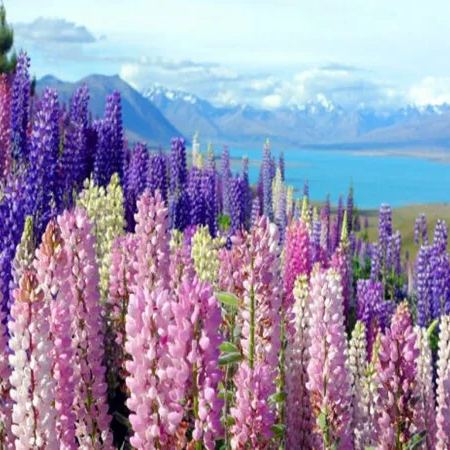 Wild Perennial Lupine Seeds for Planting