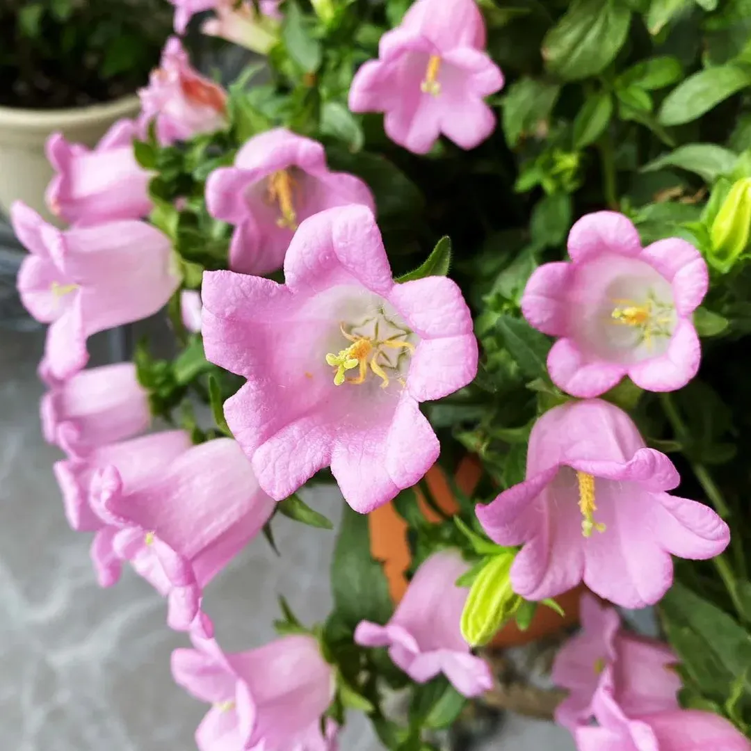 Super Hot💥Dutch bellflowers New🌸Offer in progress🔥