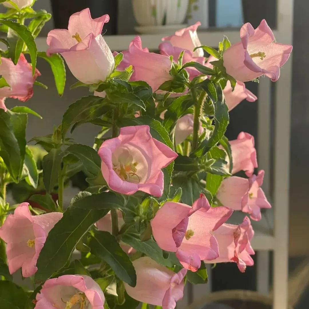 Super Hot💥Dutch bellflowers New🌸Offer in progress🔥