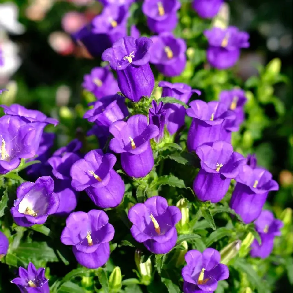 Super Hot💥Dutch bellflowers New🌸Offer in progress🔥