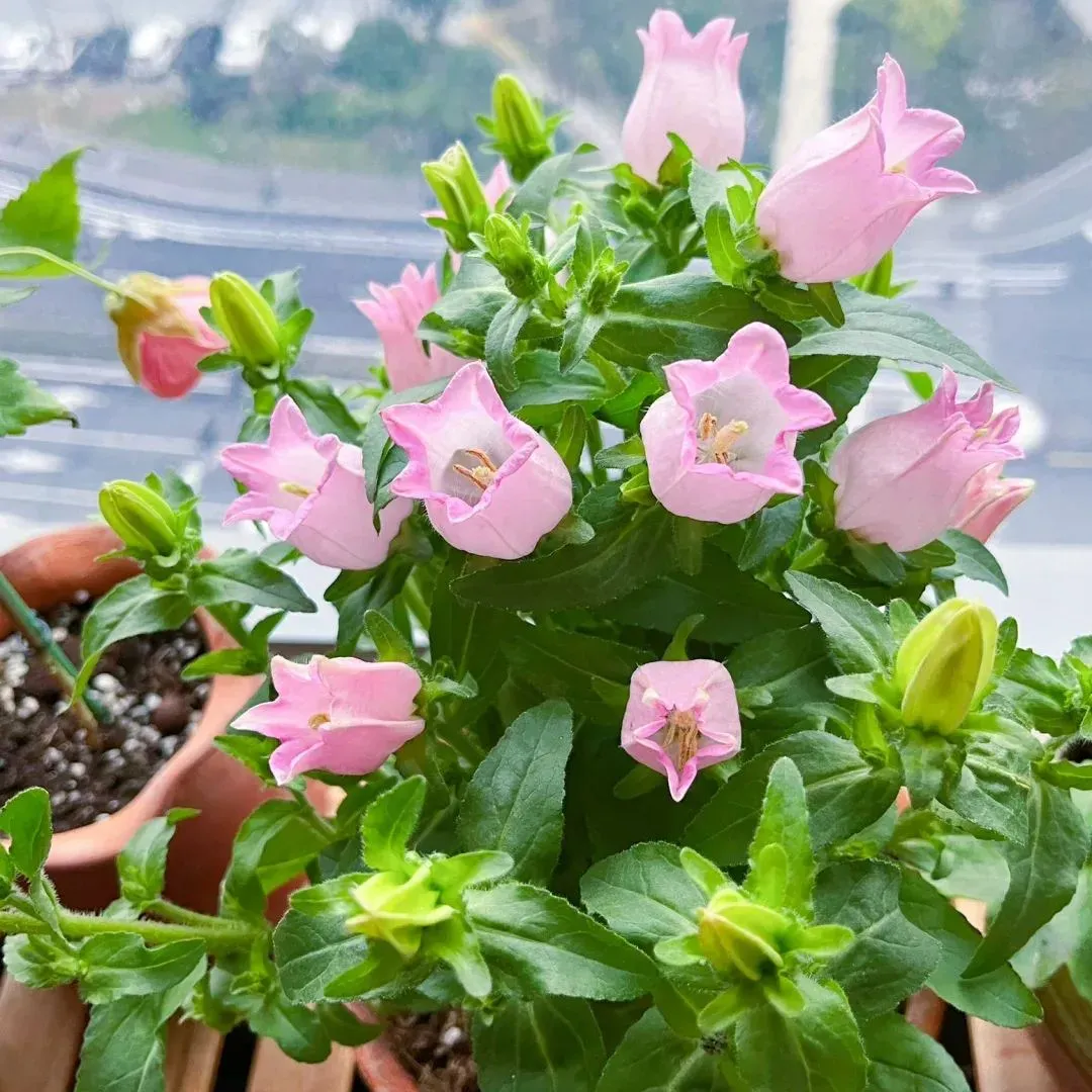 Super Hot💥Dutch bellflowers New🌸Offer in progress🔥